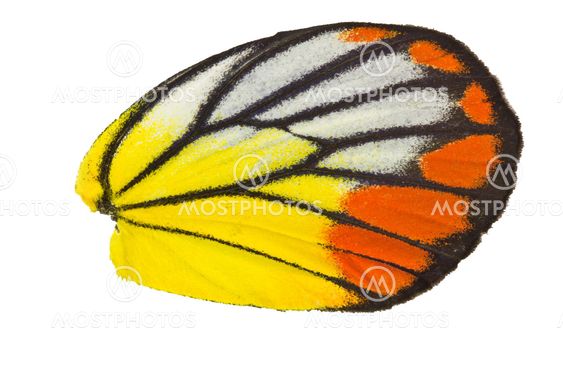 Butterfly wing