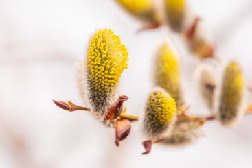 Nature awakes in spring. Blooming willow twigs and furry...