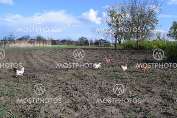 The chickens walking in a kitchen garden.