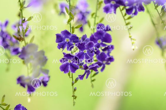 Golden Dew Drop or Sky Flower ( Duranta erecta )