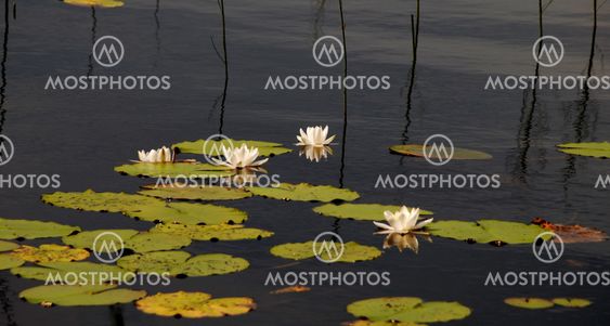 Water lily