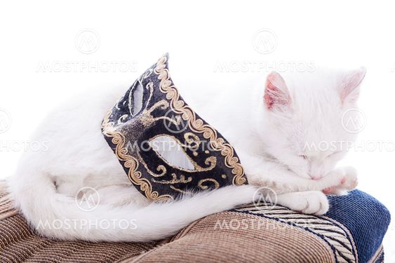 White cat on a white background