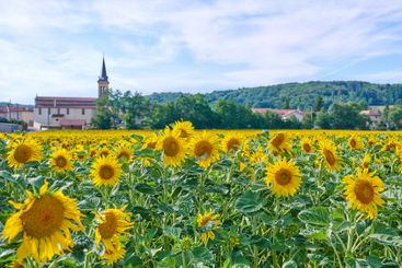 Environment, nature and sunflowers with landscape for...