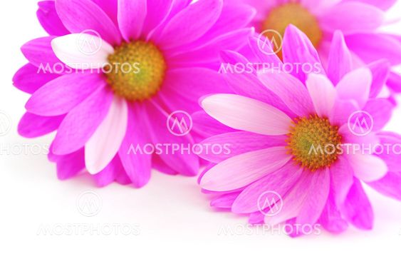Pink blomster
