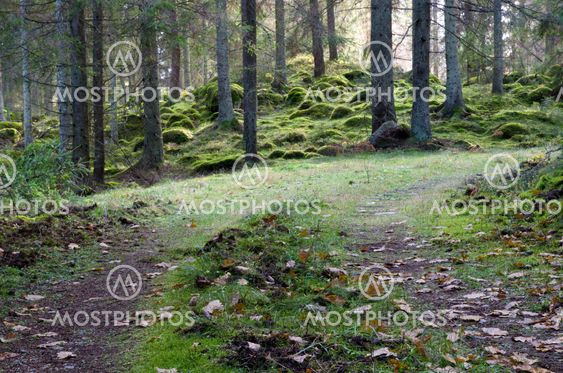 Tracks in mossy forest