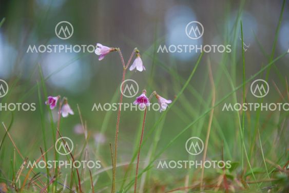 Twinflowers closeup