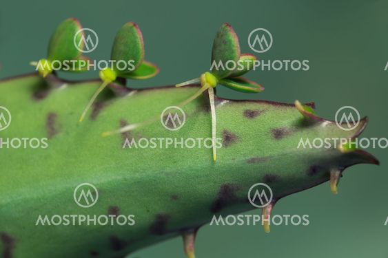Bryophyllum daigremontianum. Young plants on leaf.
