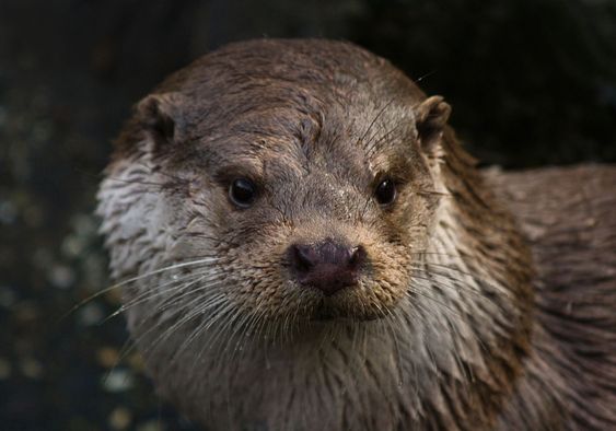 European Otter