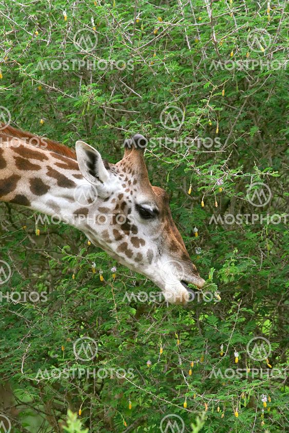 Giraffe (Giraffa camelopardalis)
