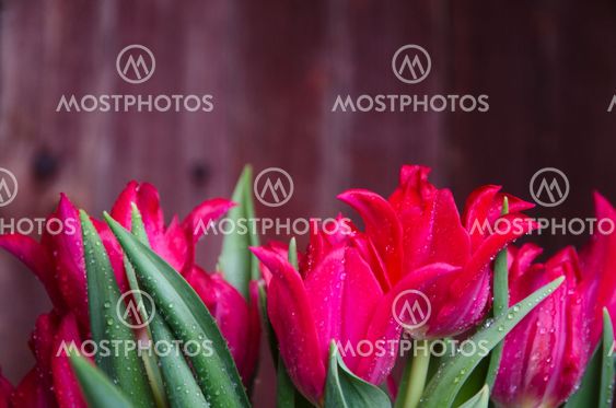Red tulips bouquet detail