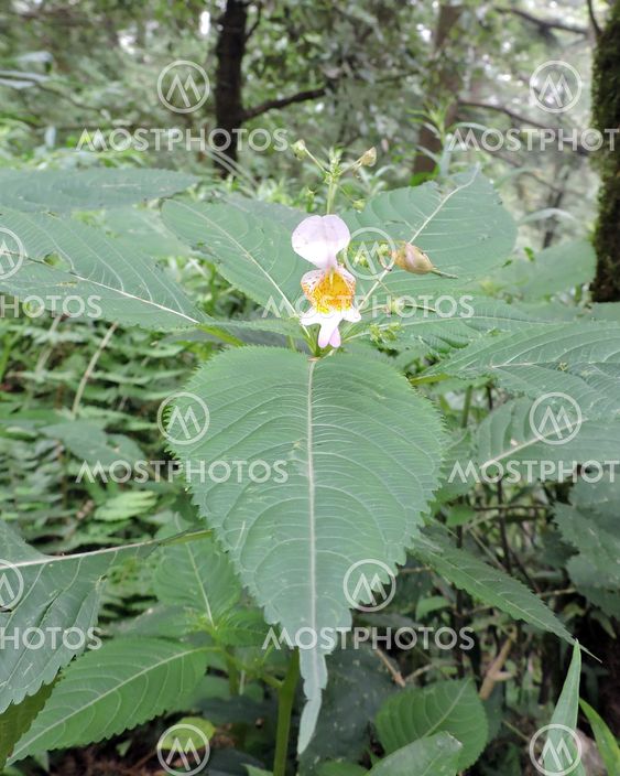 Botanical Plants Flowers