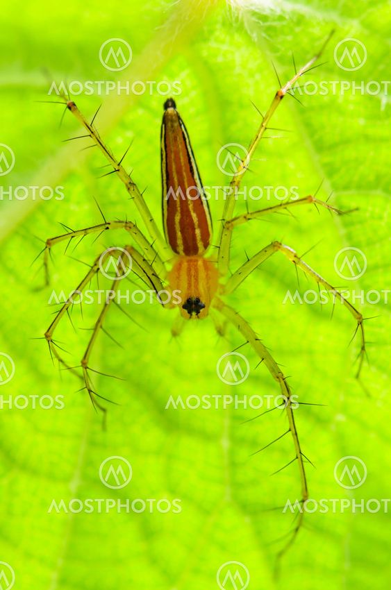 Male Lynx Spider