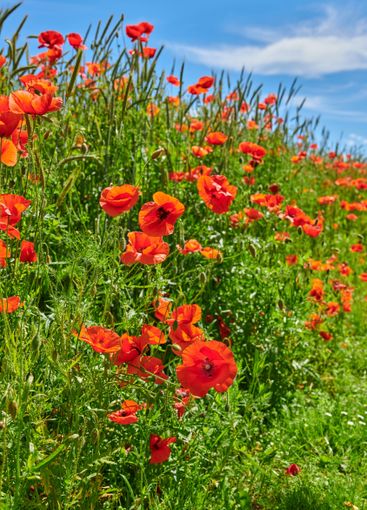 Poppies, outdoor field and natural bloom in countryside,...