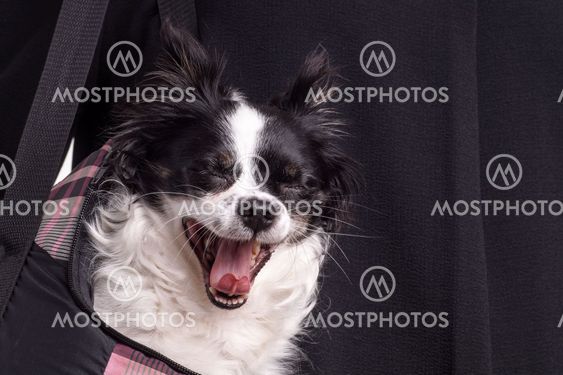 black and white accessories dog chihuahua