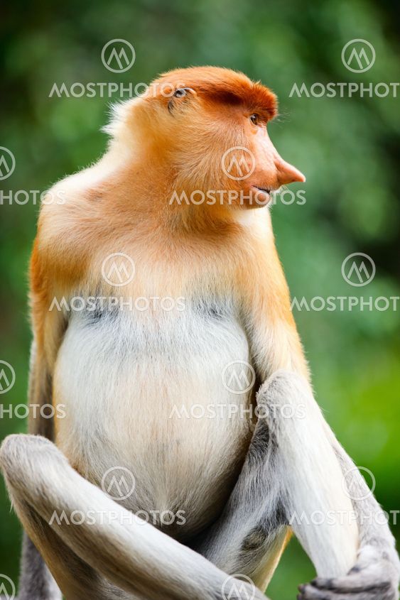 Proboscis monkey