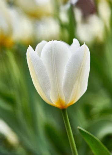 Tulip, plants and garden closeup with flowers for bush,...