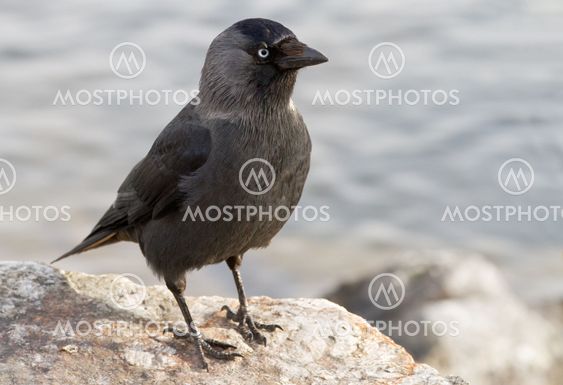 Western Jackdaw.