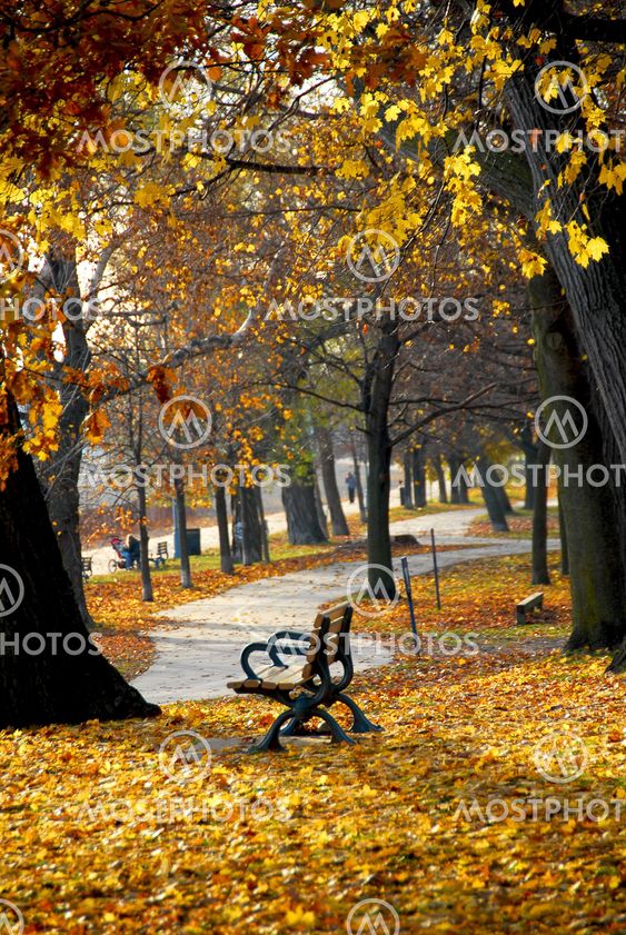 Autumn park