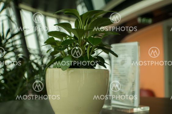 A Plant In A Vase