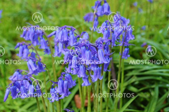 Bluebell (Hyacinthoides non-scripta).