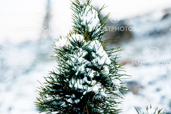 swnoy pine top