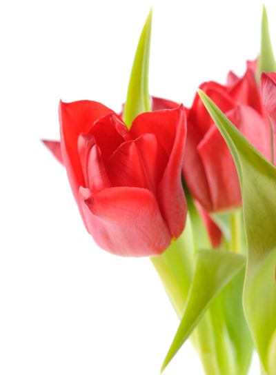 Röda tulpaner