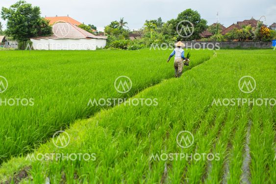 Farmer in a rice field, Indonesia.