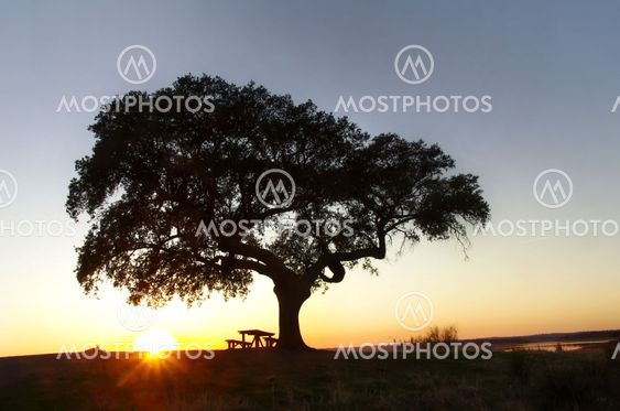 Tree in Alqueva lake, south of Portugal