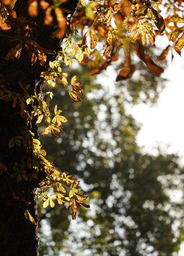 Yellow and brown chestnut leaves with natural light...