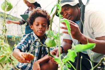 Farmer, tomato and garden with black family in...
