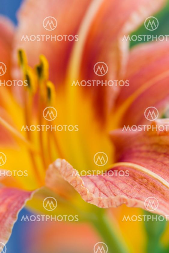 orange day lily flower