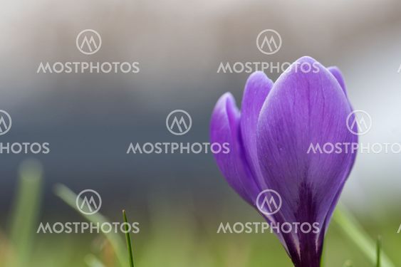 Lilac crocus flower closeup