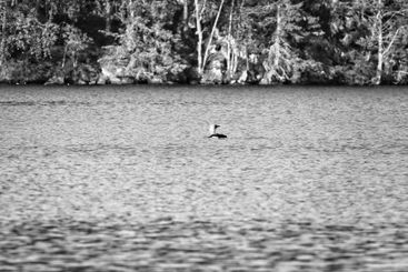 Splendid grebe bird in a Swedish lake, in front of trees...