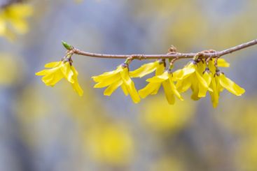 Forsythia. Blooming forsythia bush. Yellow flower on a...