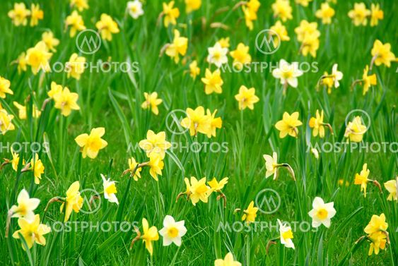 Daffodils