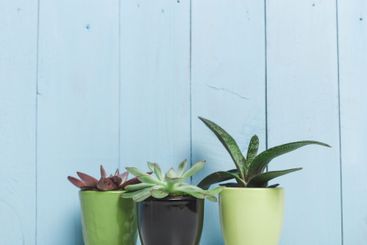 Display of vibrant indoor plants in decorative pots...