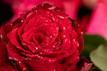 a bouquet of beautiful fragrant wet red roses
