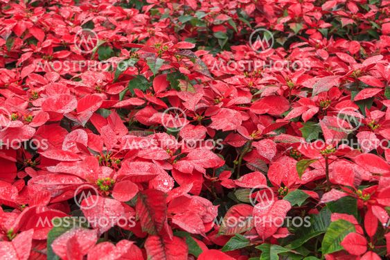 red poinsettia garden