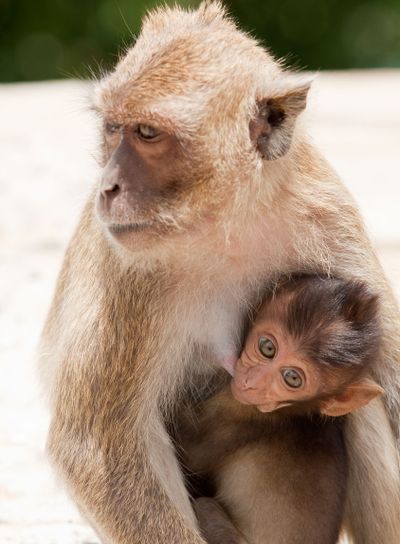 monkey with baby