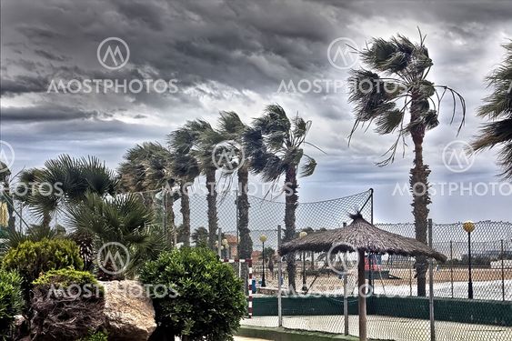 en storm vind ophidset palms af kysten