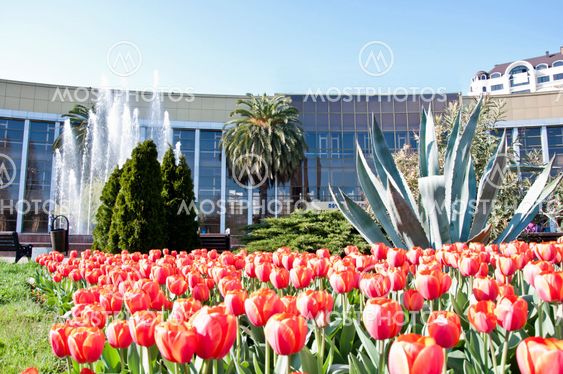tulip in flower field