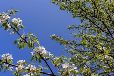 blooming berry cherry in the spring season