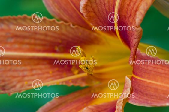 orange day lily flower