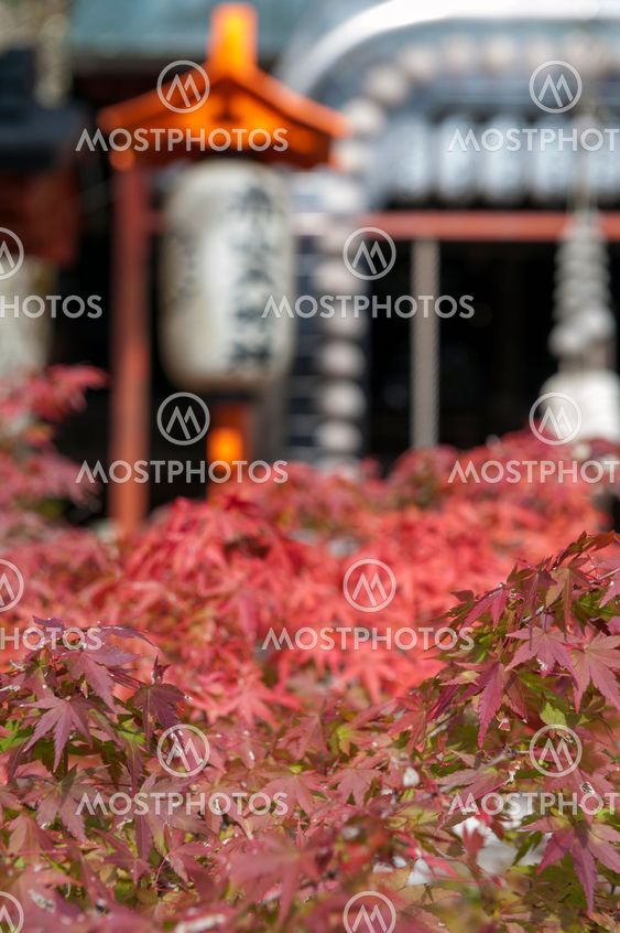 Kyoto, Japan - November 2016: Sekizan Zen-in, Japanese temple in Kyoto during autumn