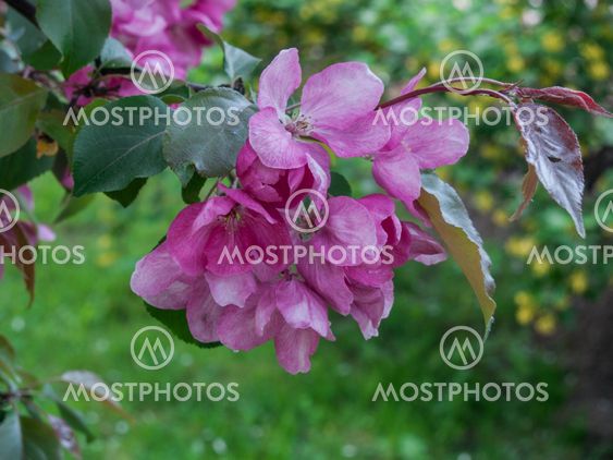 Blooming apple tree in the park