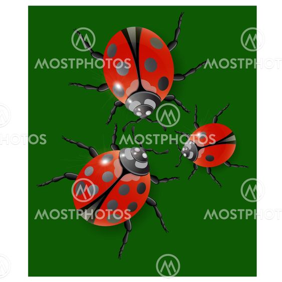 Ladybug, green leaves