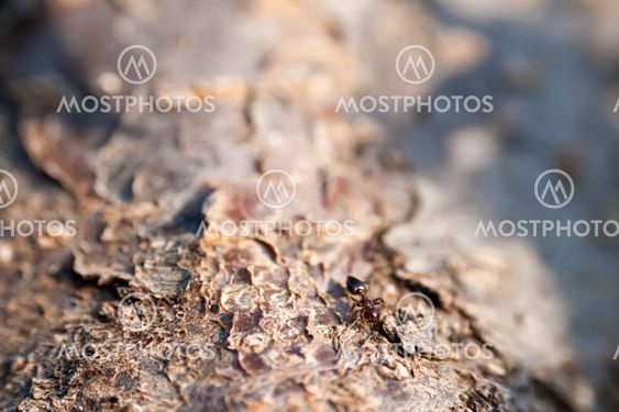 A Brown Ant On An Tree Trunk