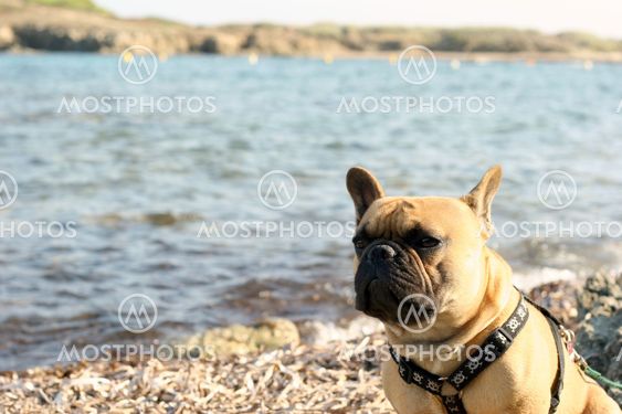 French Bulldog on the beach