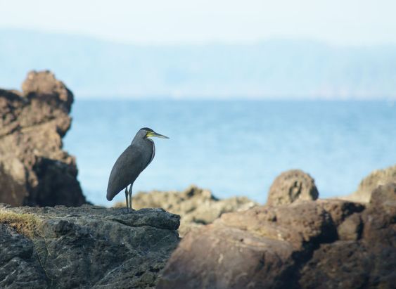 Egret