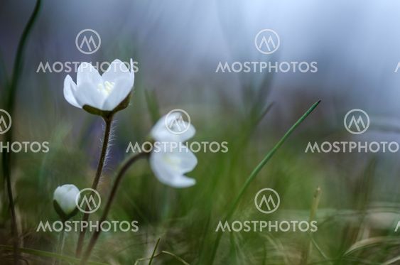 White spring flowers